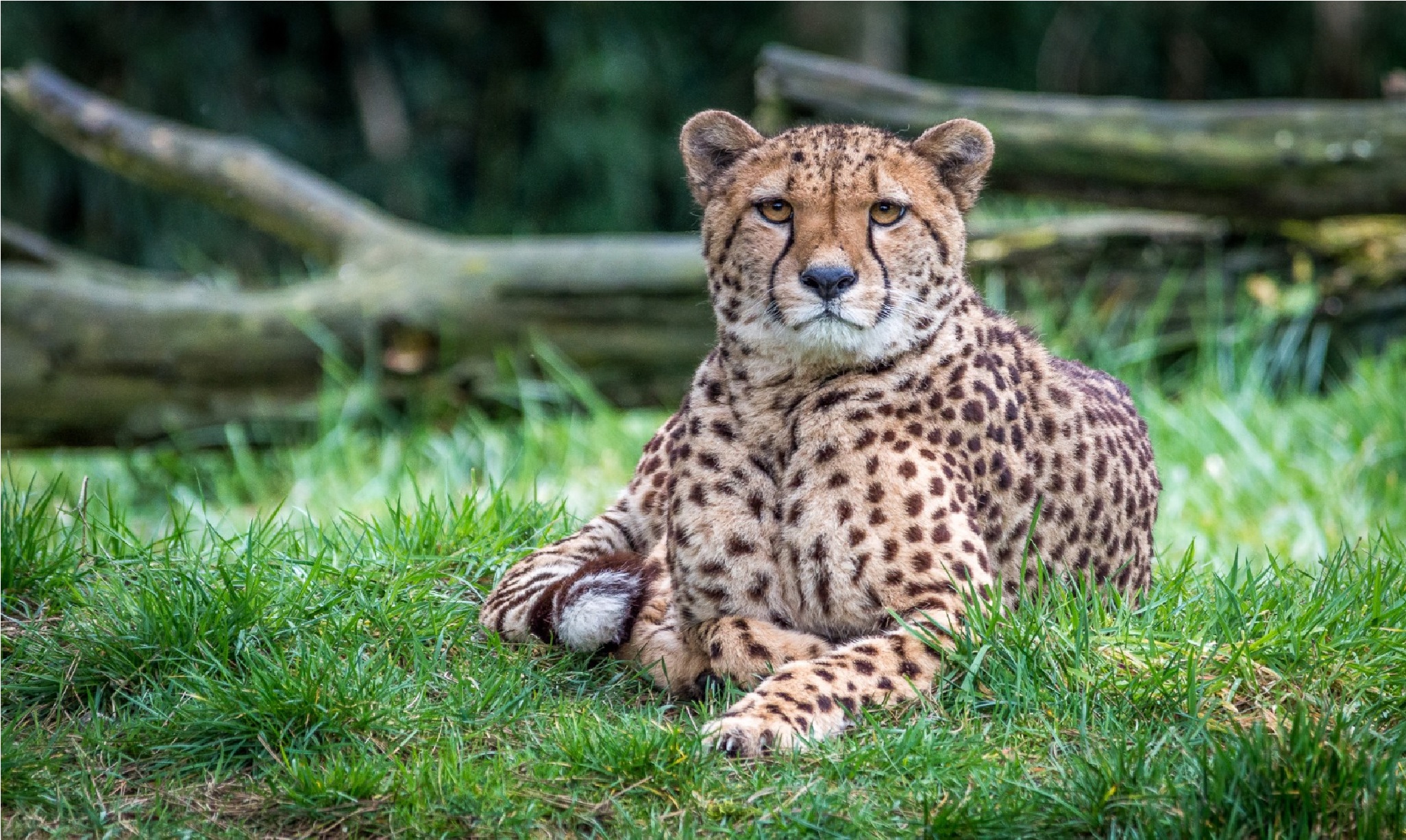 cheeta