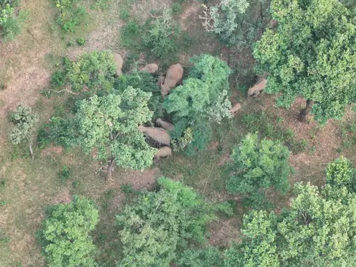 A massive herd of 30 elephants has reached Shahdol.